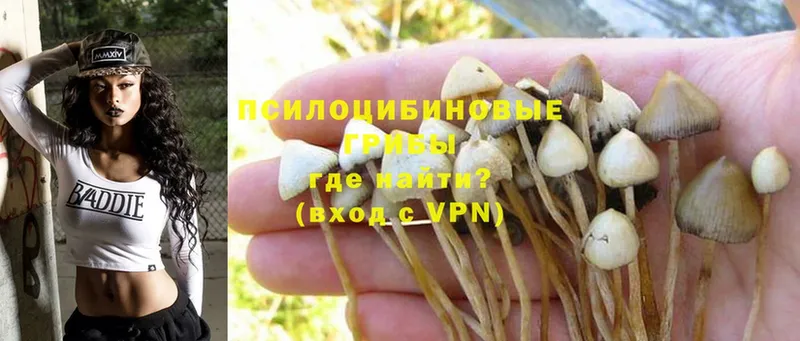 Псилоцибиновые грибы Psilocybine cubensis  kraken зеркало  Ярославль  shop формула  как найти  